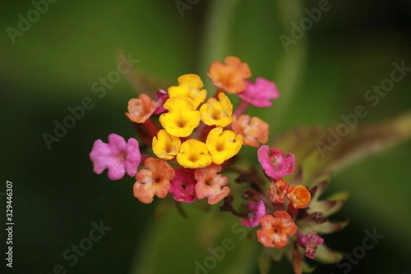 Obraz tropical flowers 