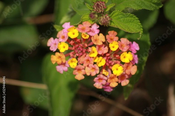 Obraz tropical flowers 