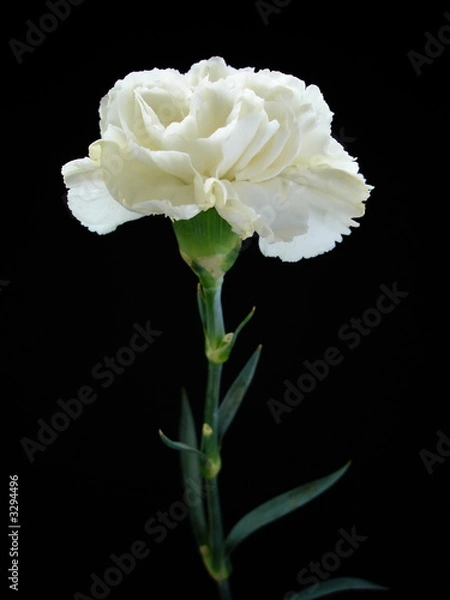 Obraz white carnation