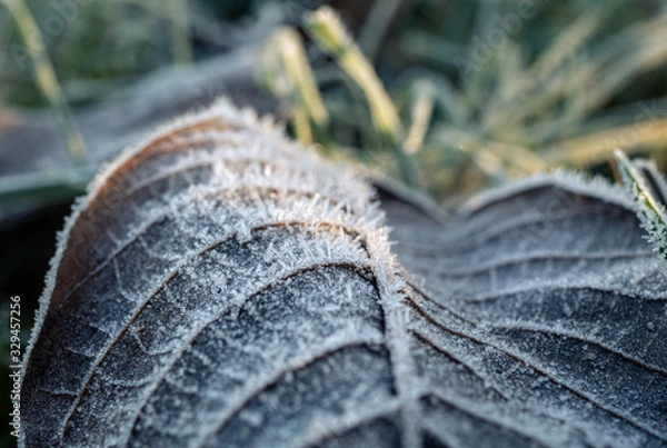 Fototapeta close up of a tree leaf with frost. snow and frost in winter. frosted leaf