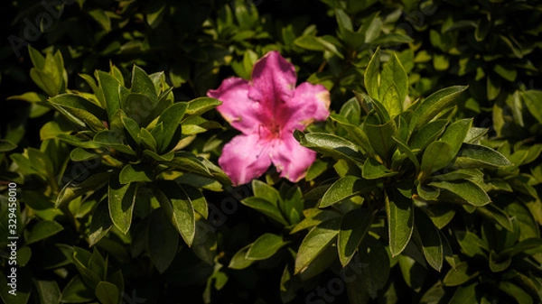 Obraz pink flower