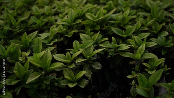 Fototapeta concept green