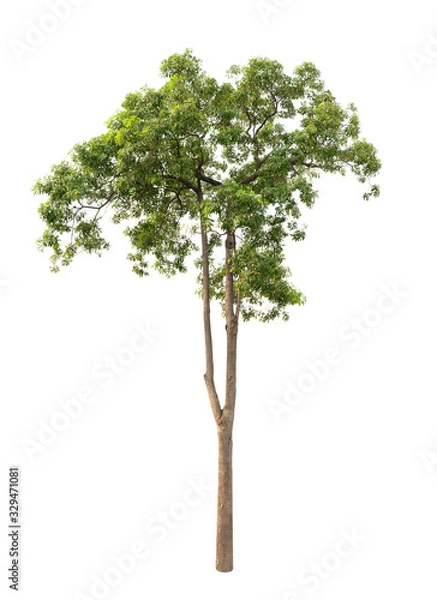 Fototapeta Tree isolated on the white background.