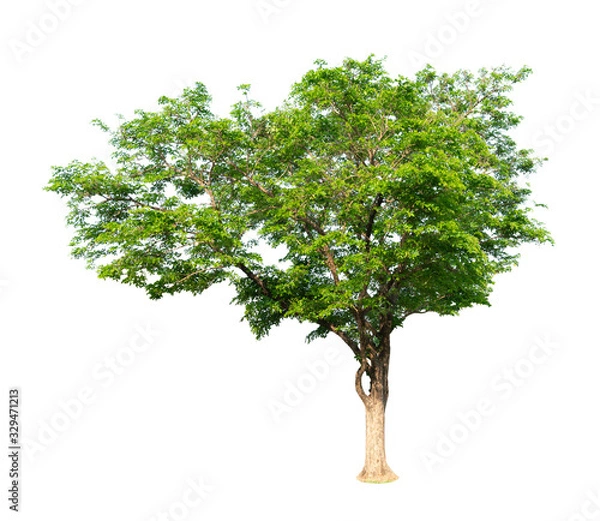 Fototapeta White background with large tree pictures beautiful green leaves