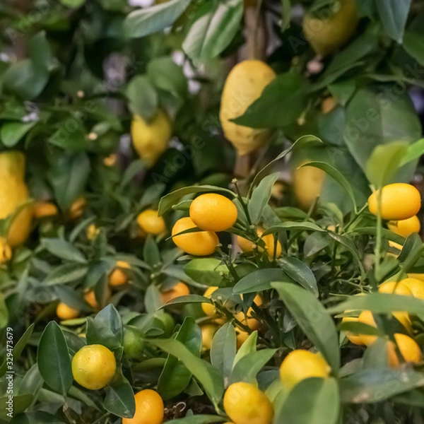 Fototapeta Bunches of fresh yellow ripe lemons on lemon tree branches.