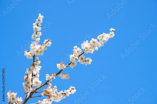 Fototapeta 梅の花と青空　白梅　背景素材　バックグラウンド