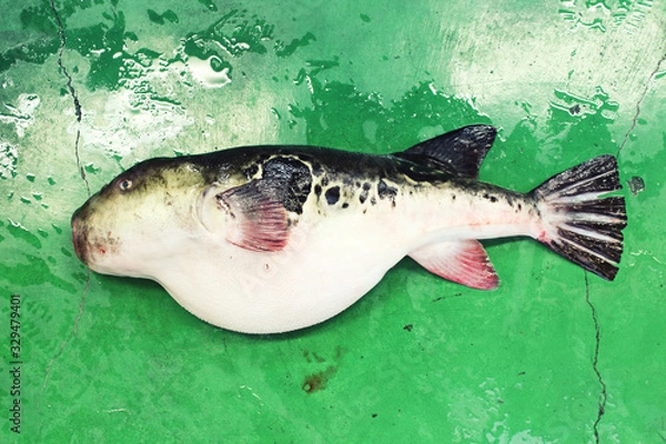 Obraz 天然とらふぐ①