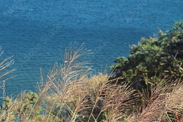 Obraz すすきと海