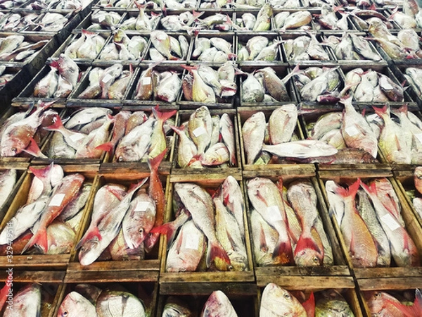 Obraz 大量の鯛①