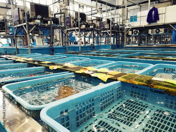 Obraz 豊洲市場生け簀