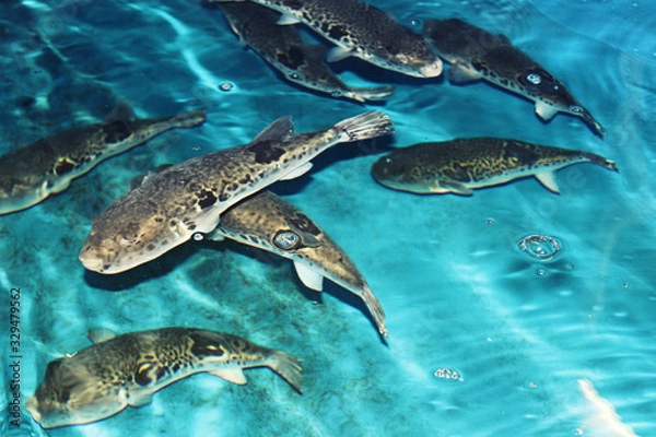 Fototapeta 水槽で泳ぐふぐ