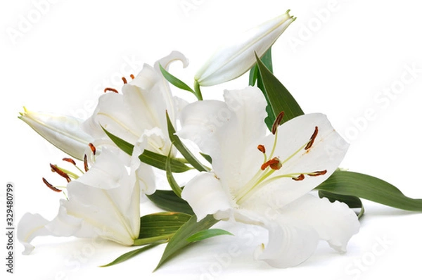 Obraz white lily