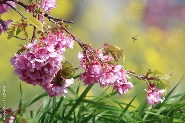 Obraz ロックオン