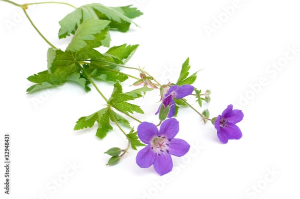 Fototapeta Geranium silvaticum