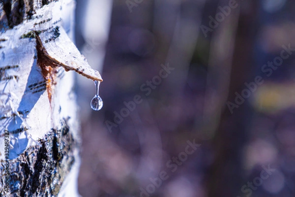 Fototapeta The birch juice gathering in the sunny spring day. The alone birch tree with the covered bark triangle for gathering with drop of birch juice
