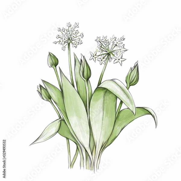 Obraz Bärlauch mit Blüten