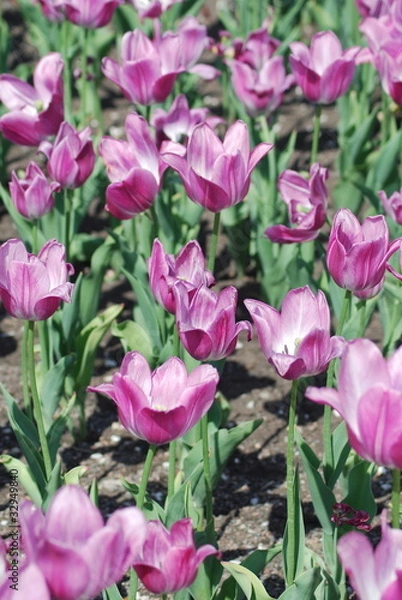 Obraz flowers background from tulips