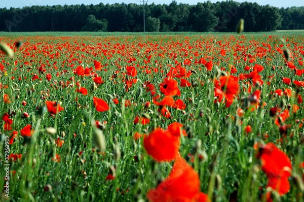 Obraz pole czerwonych  maków