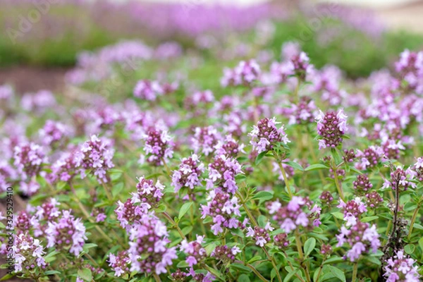 Fototapeta Blooming Breckland Thyme in nature background. Fresh green Thymus Serpyllum herbs with pink flowers in garden