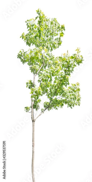 Obraz young light green maple isolated on white