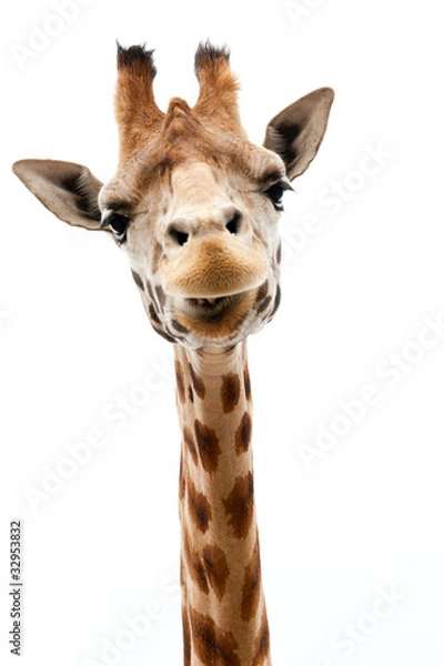 Obraz Śmieszna żyrafa