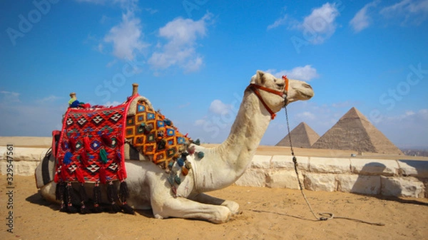 Fototapeta Pack animal camel lies on the sand close-up against the background of the Egyptian pyramids and bright blue sky