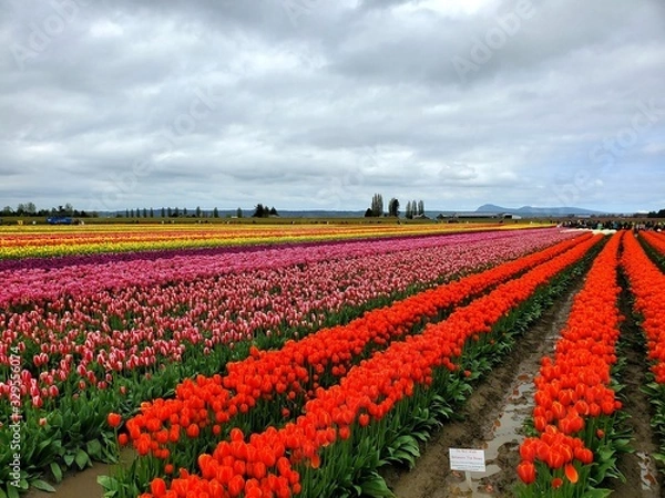 Obraz Tulip fields on a cloudy day