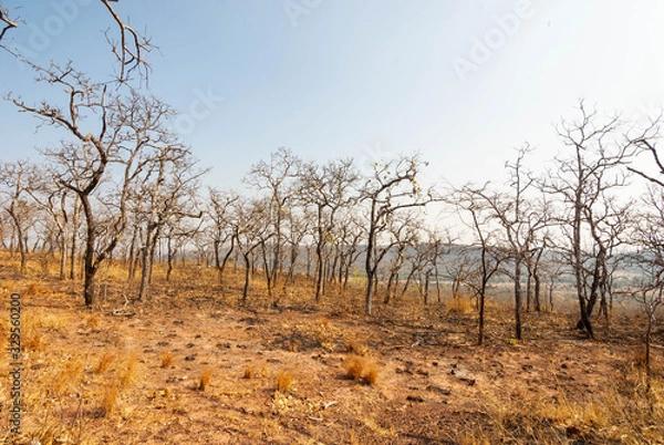 Fototapeta The land is dry and parched because of global warming.	