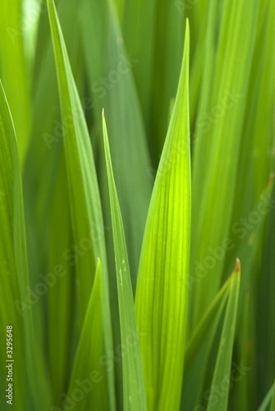 Obraz grass abstract