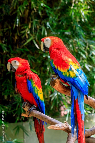 Fototapeta Cute macaw standing on a branch.