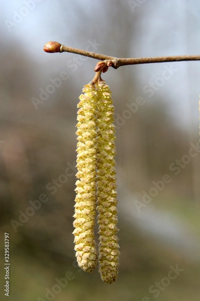 Obraz catkins on the tree