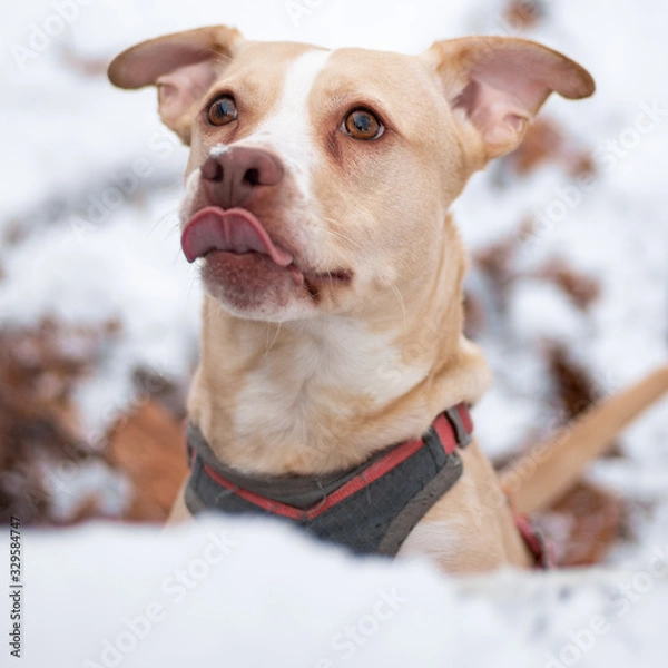 Obraz portrait of pitbull dog in snow with tongue out