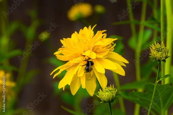 Obraz Pink flower close-up on the green backdrop
