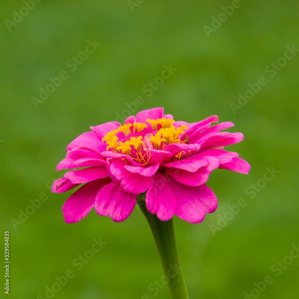 Obraz Pink flower close-up on a green backgroun