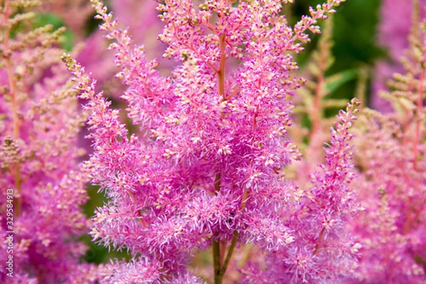 Obraz Pink flower close-up on the green backdrop