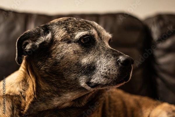 Fototapeta portrait of a dog looking away from camera