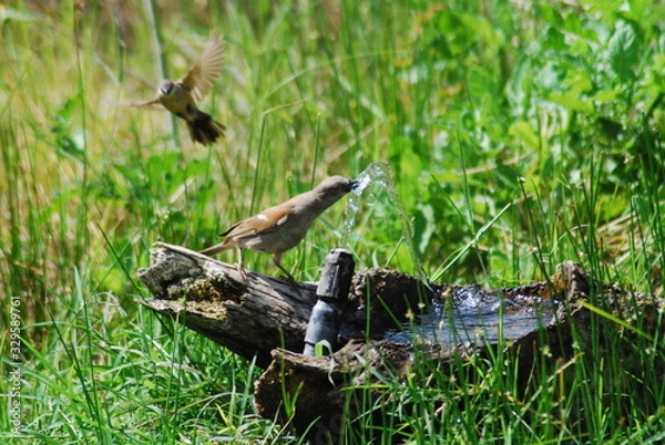 Fototapeta Bird drinking water