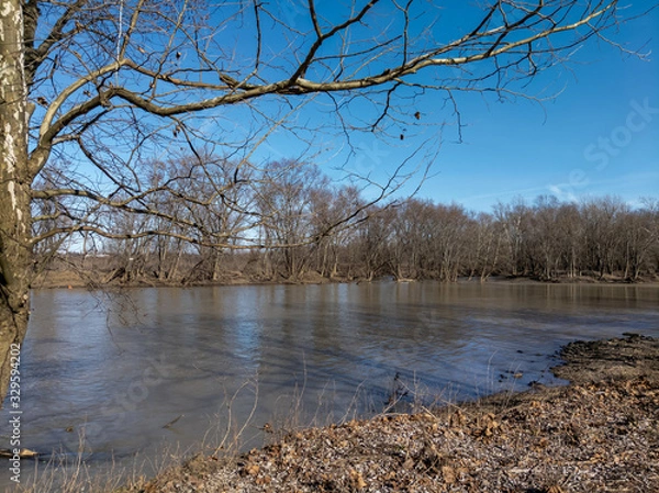 Obraz Sycamore by a River