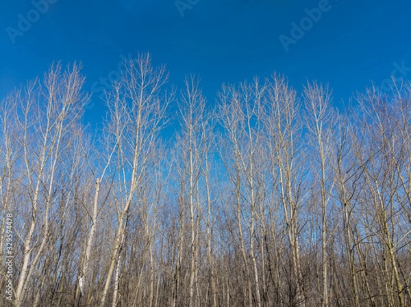 Obraz Cottonwood Reaching for the Sky