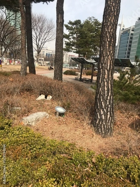 Fototapeta trees in forest