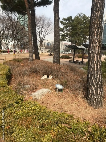 Fototapeta trees in park