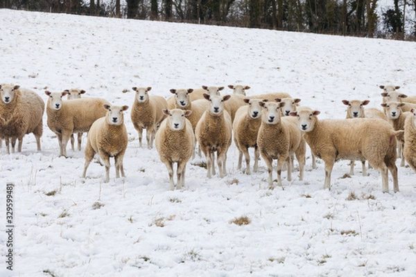 Obraz Sheep in Winter