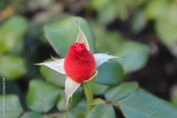 Obraz rose in the garden