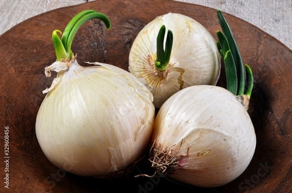 Fototapeta Fresh white onions with small green onion  on a clay plate