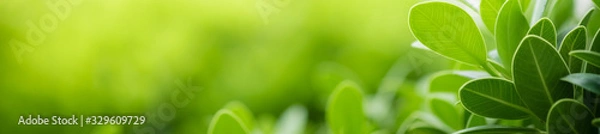 Fototapeta Beautiful nature view of green leaf on blurred greenery background in garden and sunlight with copy space using as background natural green plants landscape, ecology, fresh wallpaper concept.
