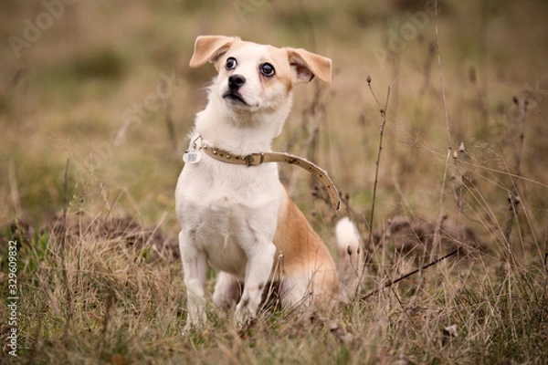 Fototapeta Zdziwiony piesek