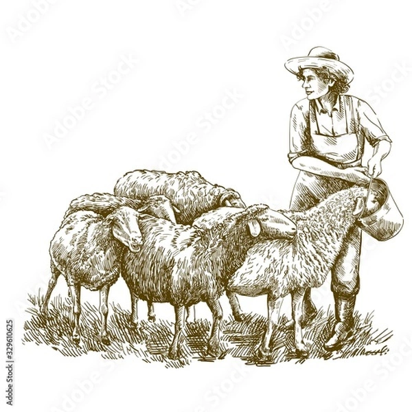 Obraz Female farmer feeds the sheep. sketch on a white background. animal husbandry