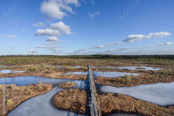 Fototapeta Aerial view, raised bog in early spring, some pools are still frozen, some are already open and reflect the sky and bonsai size pine trees. Bright day, blue sky and white clouds. Endla Nature reserve.