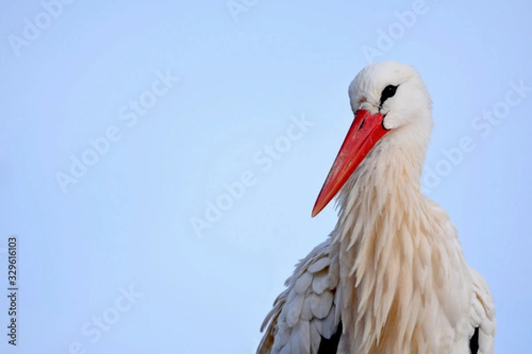 Obraz Portrait vom Storch