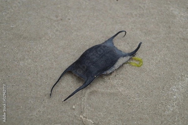 Fototapeta Ei eines Hais oder Rochen